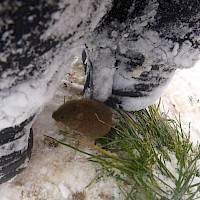 Die kleine Maus zeigte keine Angst und wuselte den Kindern durch die Beine.